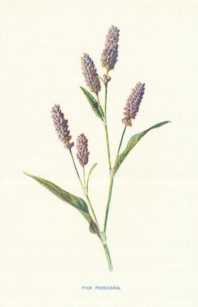 Pink Persicaria. Wild Flowers by Frederick Edward Hulme c1895 old print